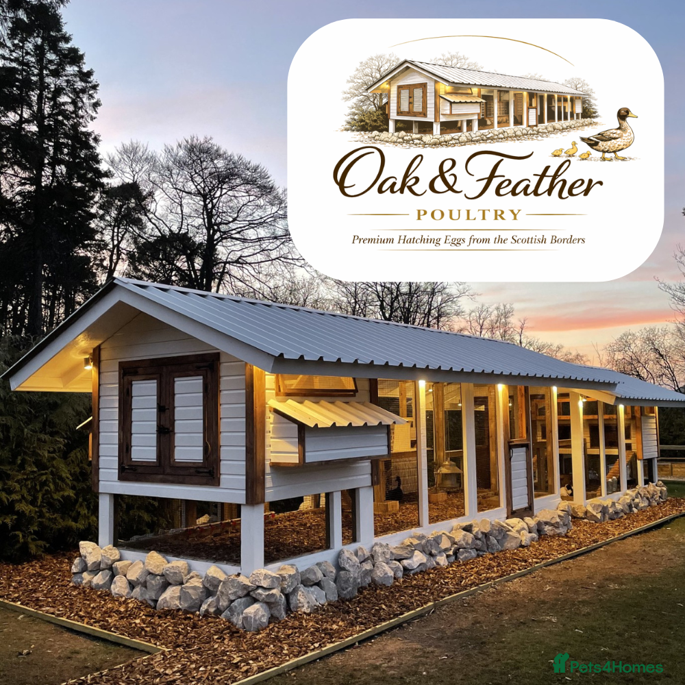 Ducks poultry 6 Welsh Harlequin Hatching Eggs *RARE* Pure Breed in West Linton - Advert 14