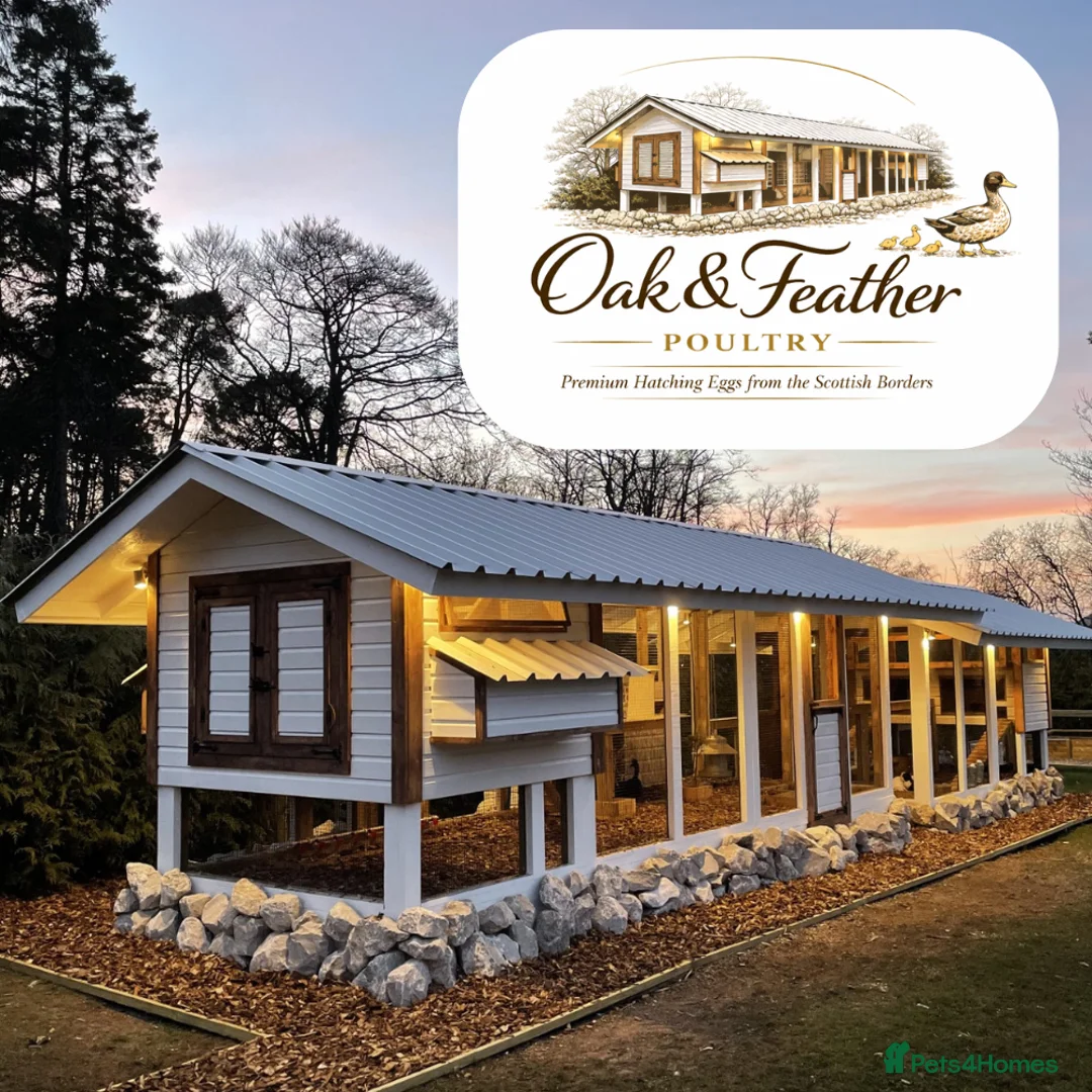 Ducks poultry for sale: 6 Welsh Harlequin Hatching Eggs *RARE* Pure Breed - Advert 1