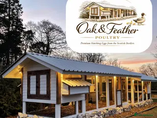 Ducks poultry 6 Welsh Harlequin Hatching Eggs *RARE* Pure Breed in West Linton - Advert 14