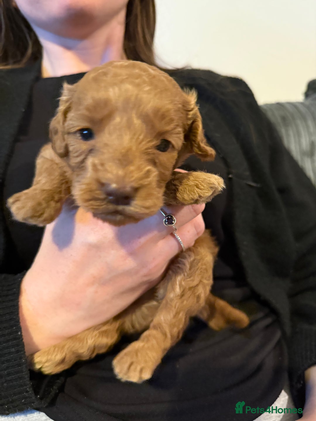 Cockapoo dogs for sale: F1B Cockapoos - Image 4