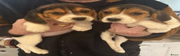Beagle dogs for sale: Genuine Foot Beagle Puppies - Advert 9