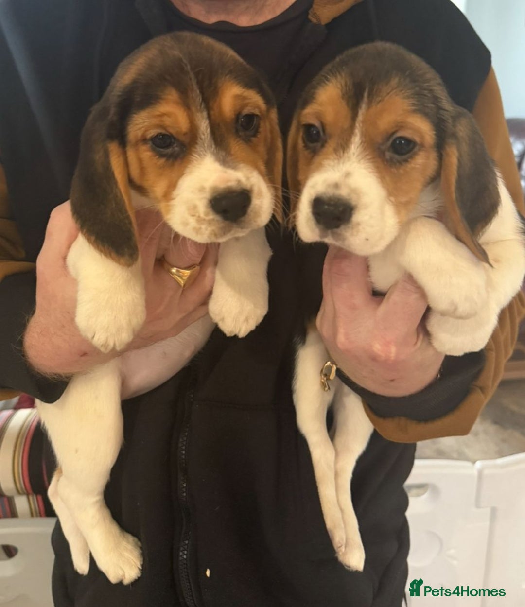 Beagle dogs for sale: Genuine Foot Beagle Puppies - Advert 9