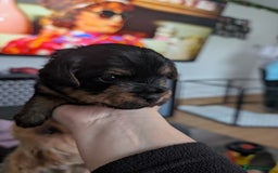 Yorkshire Terrier dogs for sale: Beautiful Yorkshire terrier puppies  - Image 3