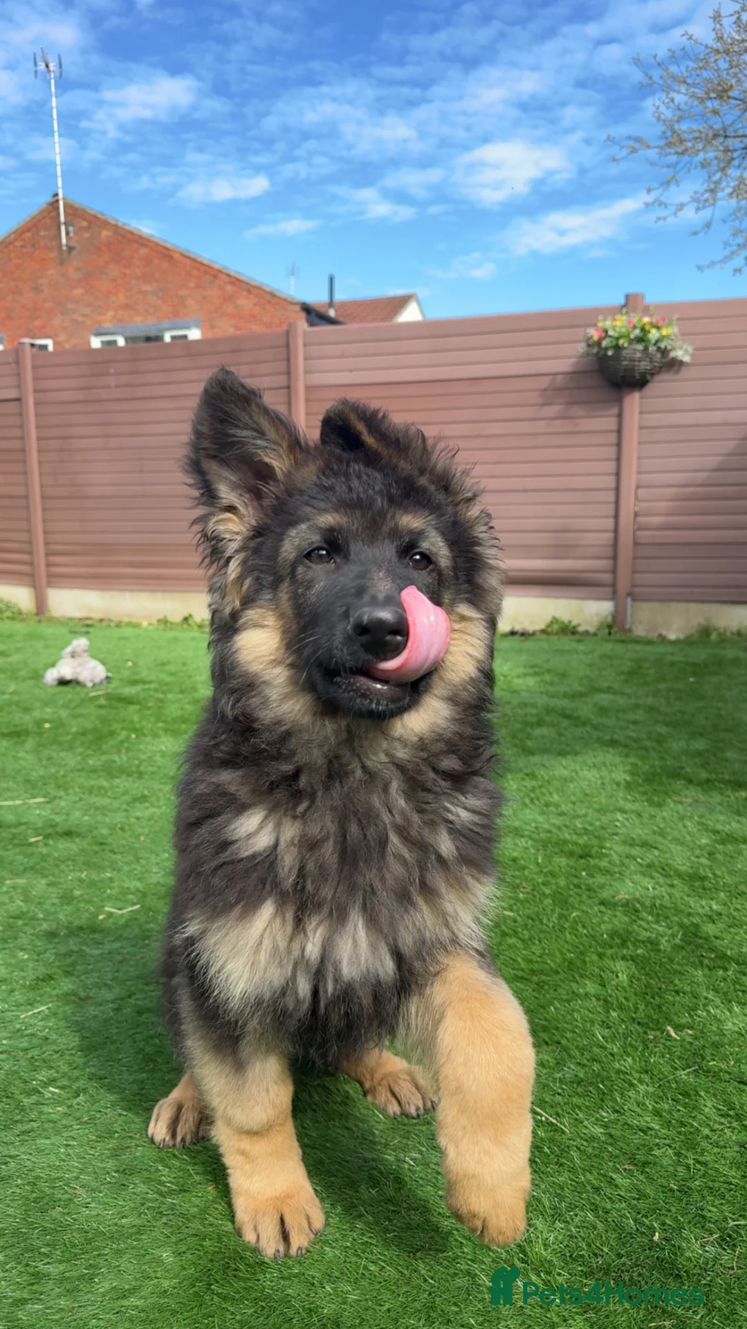 German Shepherd dogs for sale: rehoming my little Archie  in Derby - Advert 2