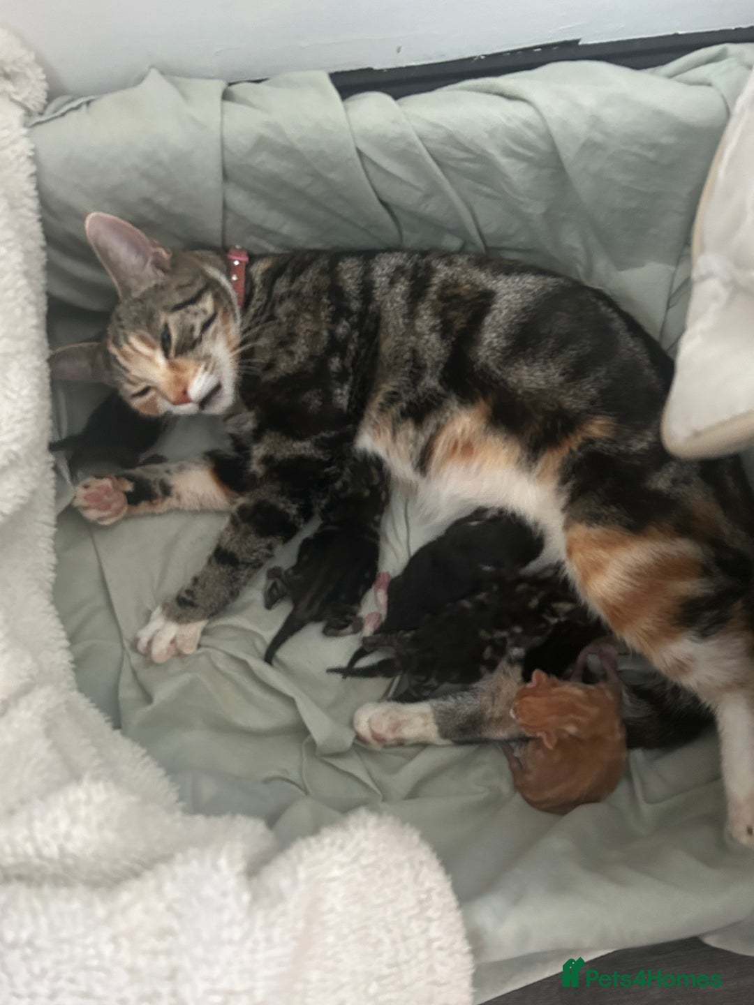 Abyssinian cats for sale: X3 kittens for sale  - Image 7