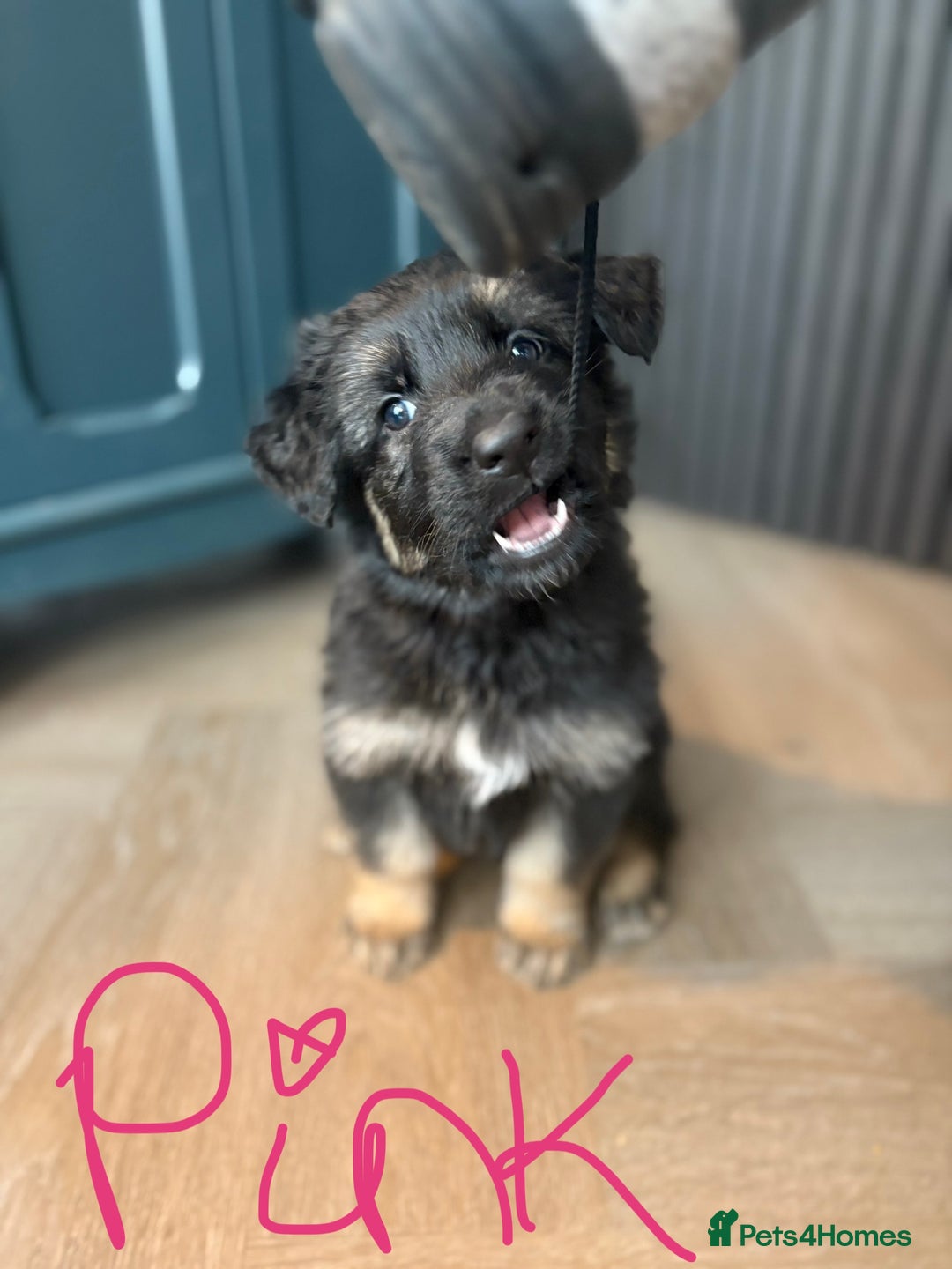 German Shepherd dogs for sale: 🐾 Beautiful Family-Raised German Shepherds 🐾 - Advert 7