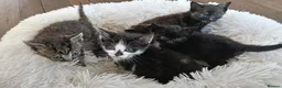 Domestic Shorthair cats for sale: Knowledgeable homes required- orphan kittens - Advert 8