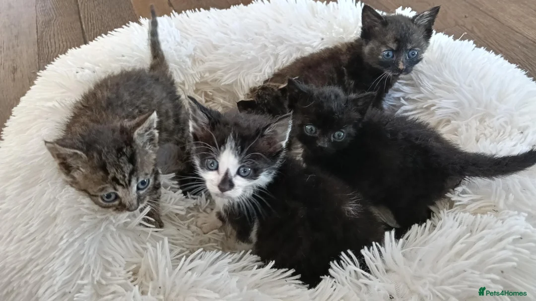 Domestic Shorthair cats for sale: Knowledgeable homes required- orphan kittens - Advert 8