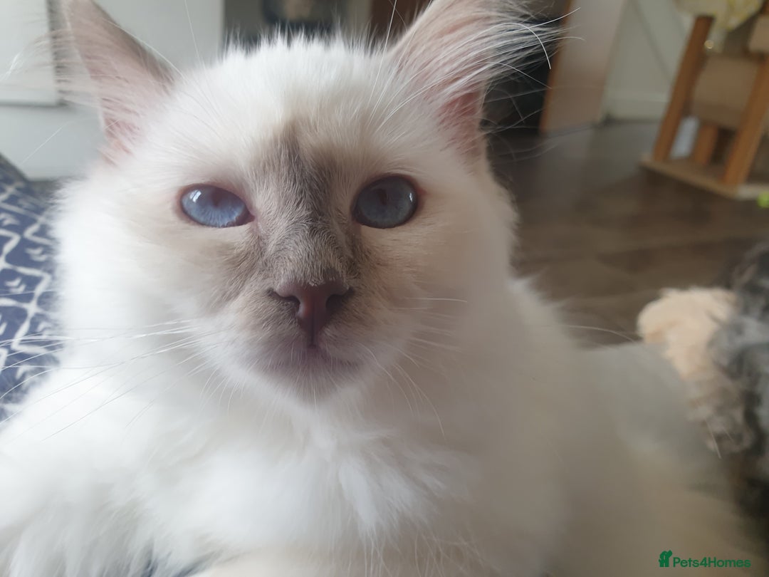 Birman cats for sale: Birman babies ready now. 26 years experience  in Billingham - Image 9