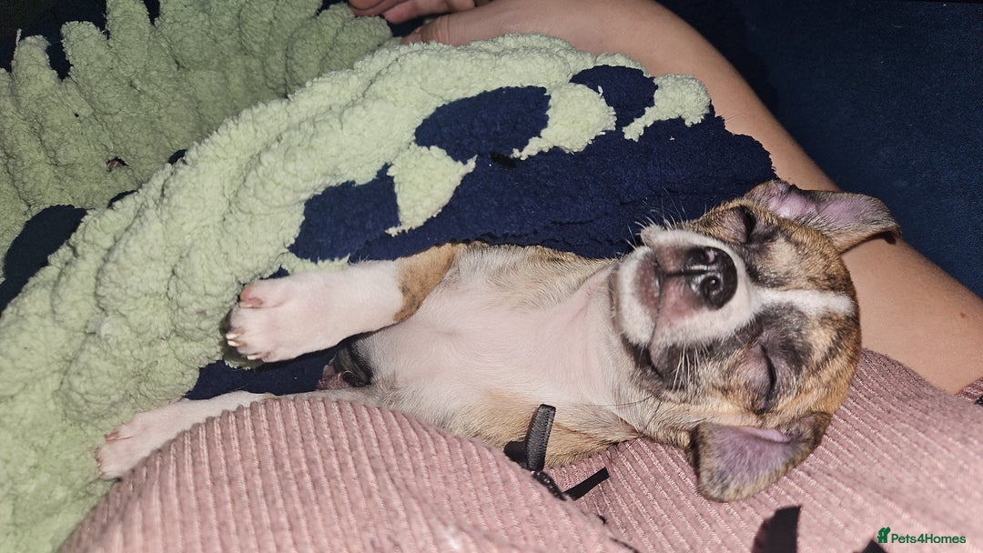 Mixed Breed dogs for sale: Beautiful Chihuahua Cross Puppies - Advert 15