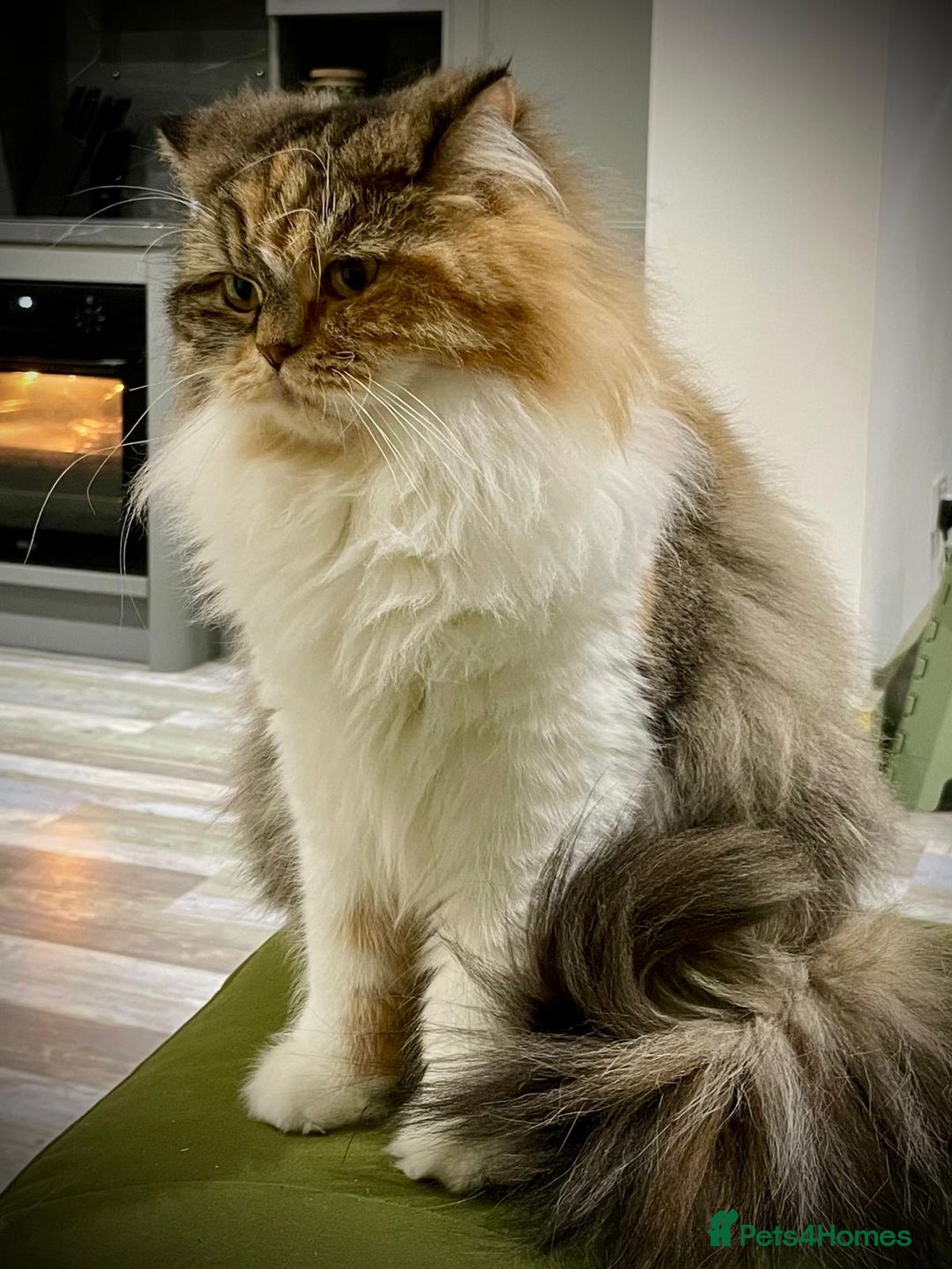 Persian cats for sale: Persian x angora adult  - Advert 1