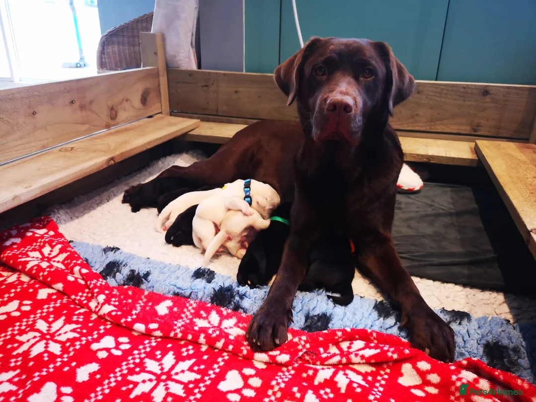 Labrador Retriever dogs for stud: Purple Genie (Duke)  Well proven stud in West Bromwich - Advert 27