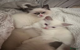 Ragdoll cats for sale: Beautiful Boy Dolls. 🐱 - Image 6