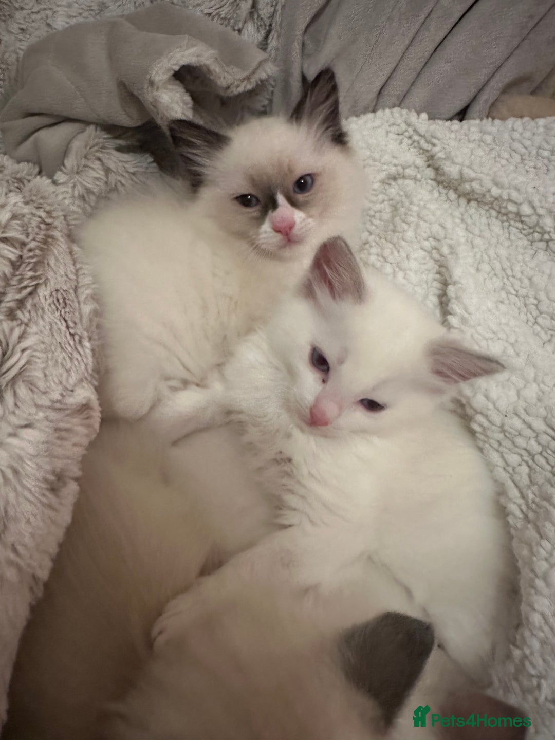 Ragdoll cats for sale: Beautiful Boy Dolls. 🐱 - Image 6