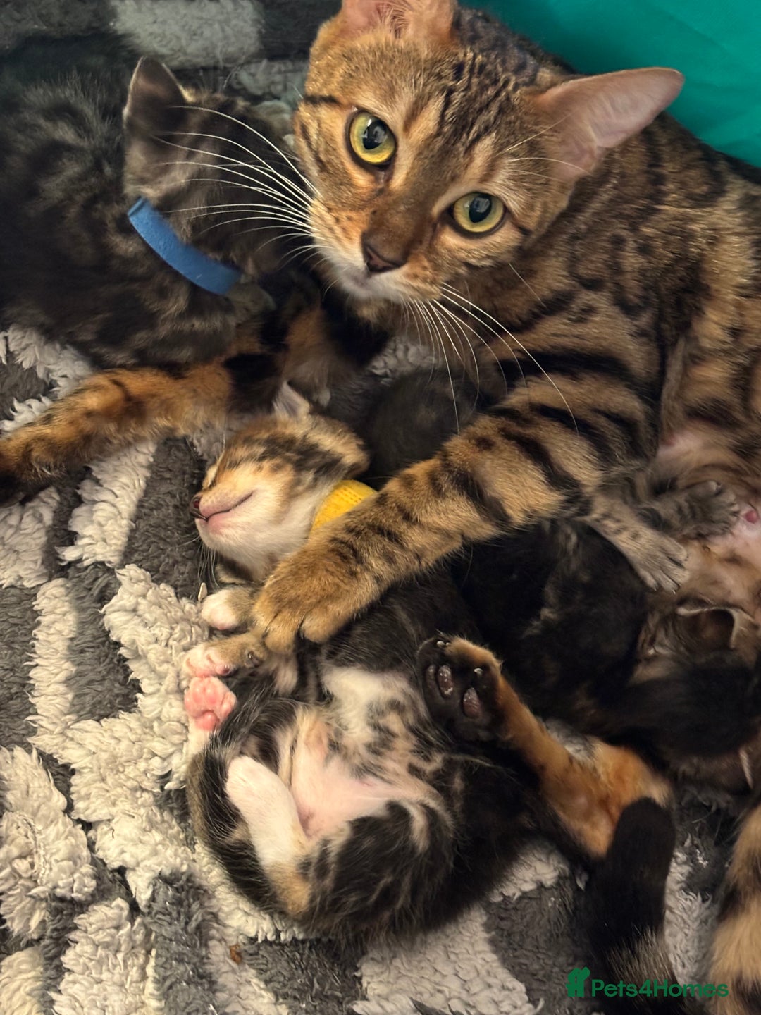 Bengal cats for sale: Half-Bengal Female Kitten - Image 7