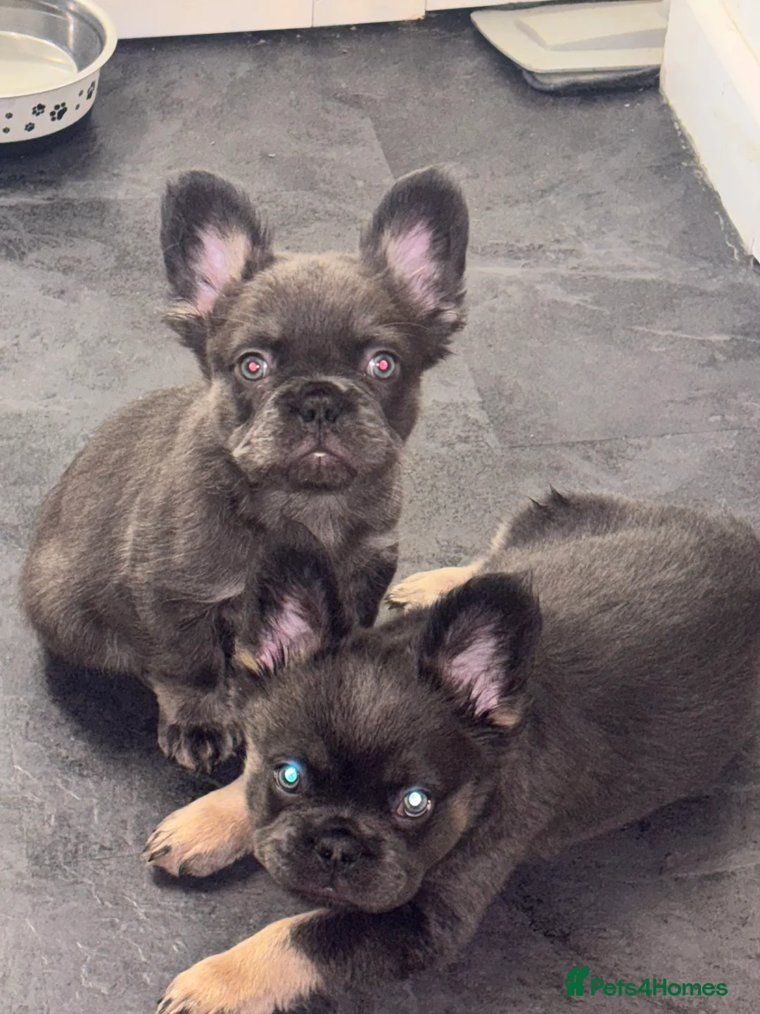 French Bulldog dogs for sale: 1 male Fluffy french bulldog  🇫🇷🐶🐾 - Advert 1