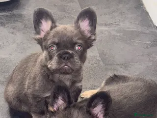 French Bulldog dogs 1 male pup Fluffy french bulldog 🇫🇷🐶🐾 - Advert 16