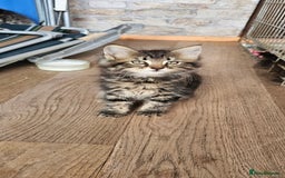 Mixed Breed cats for sale: 4 kittens a quarter ragdoll - Image 5