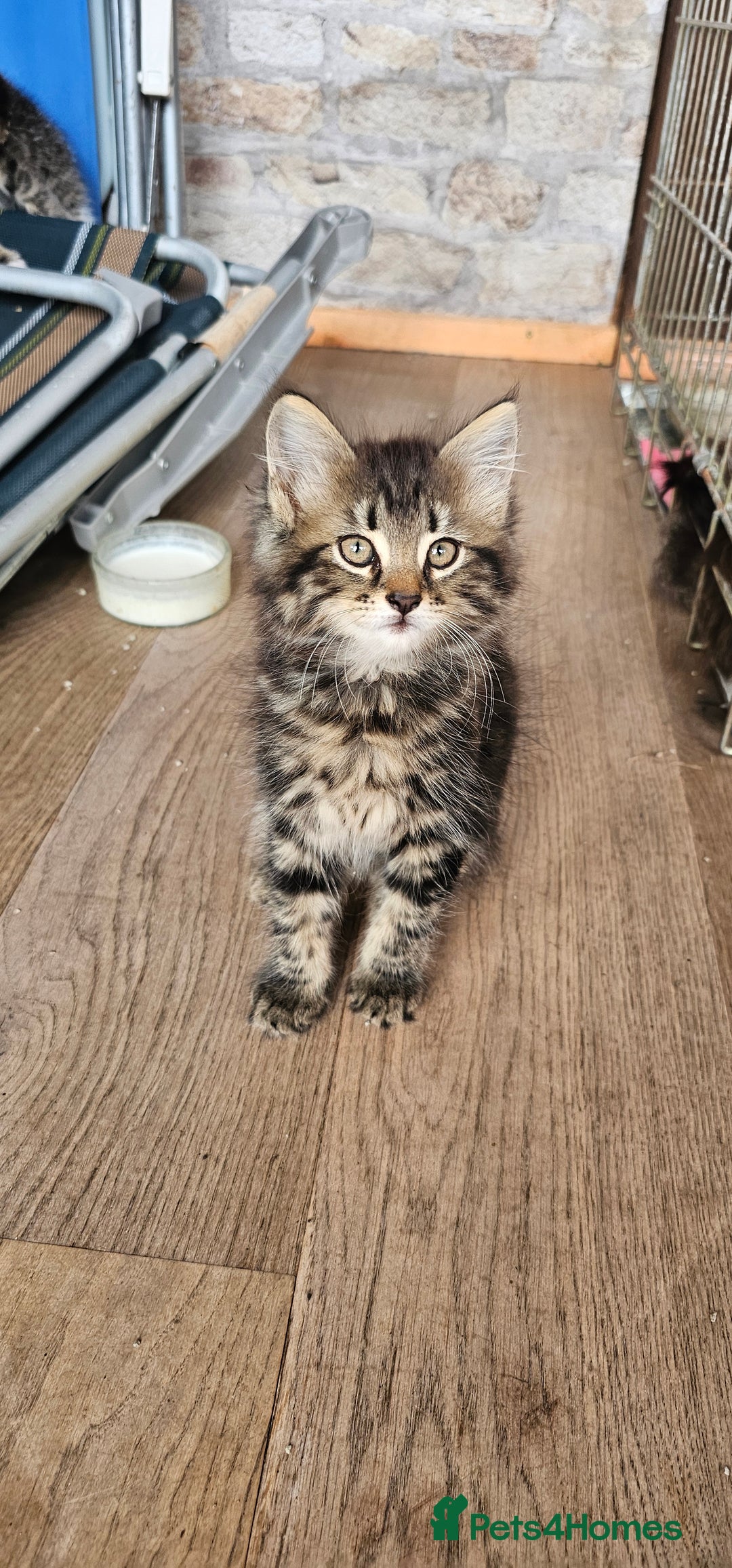 Mixed Breed cats for sale: 4 kittens a quarter ragdoll - Image 5