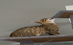 Chausie cats for sale: Savannah x Chausies - Image 3
