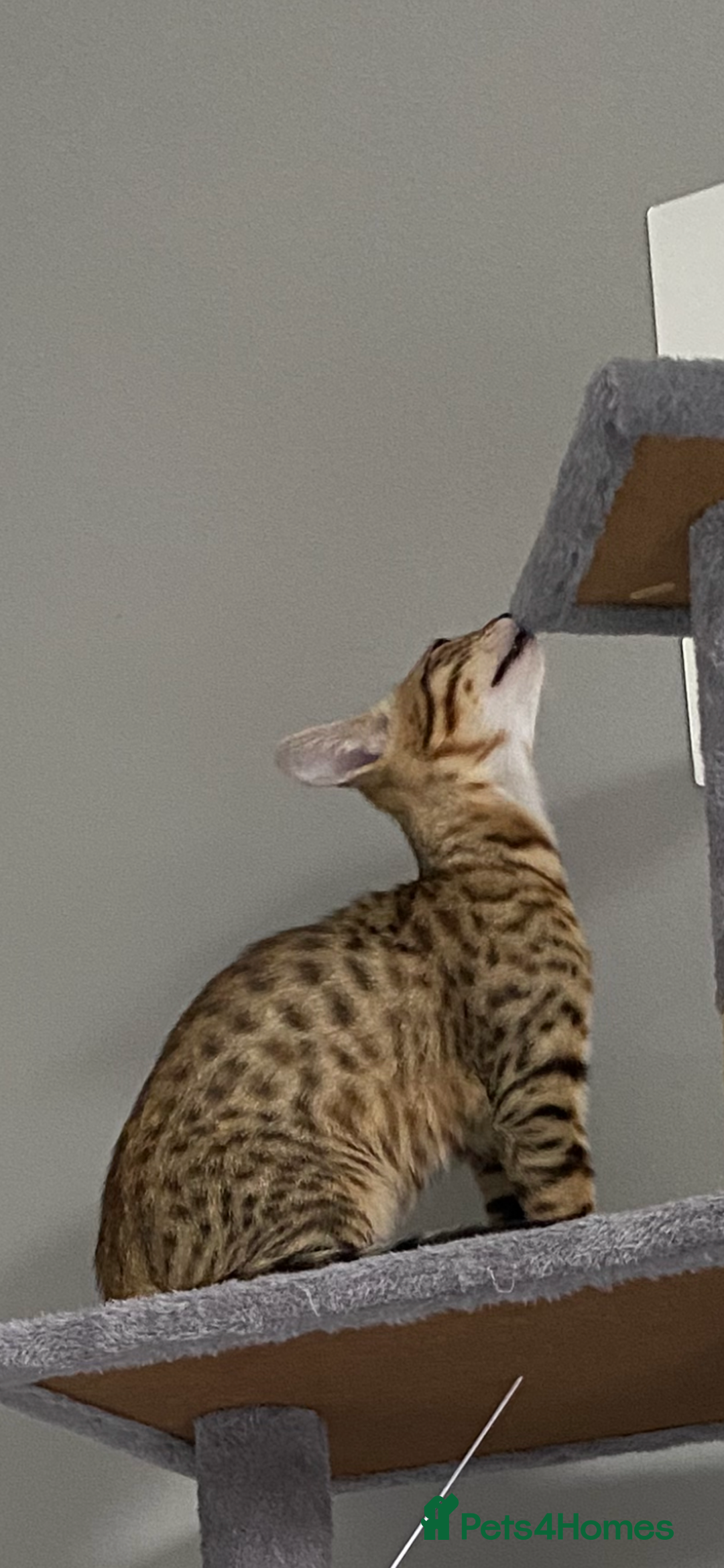 Chausie cats for sale: Savannah x Chausies - Image 3
