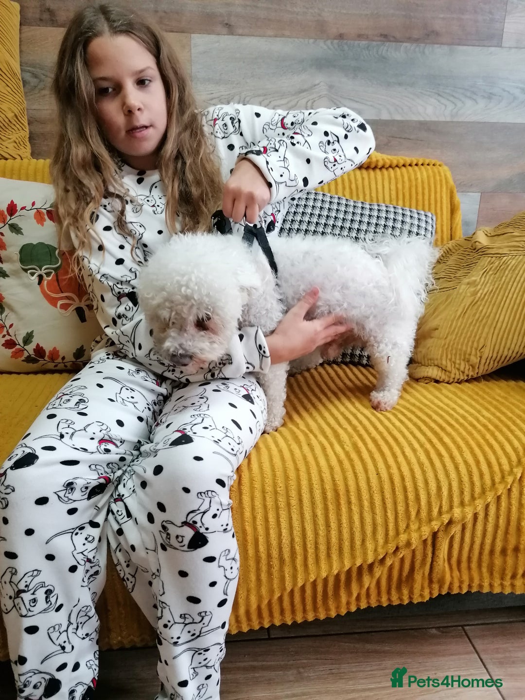 Bichon Frise dogs for adoption: 💙🐶 BARNEY 🐶💙 - Image 13