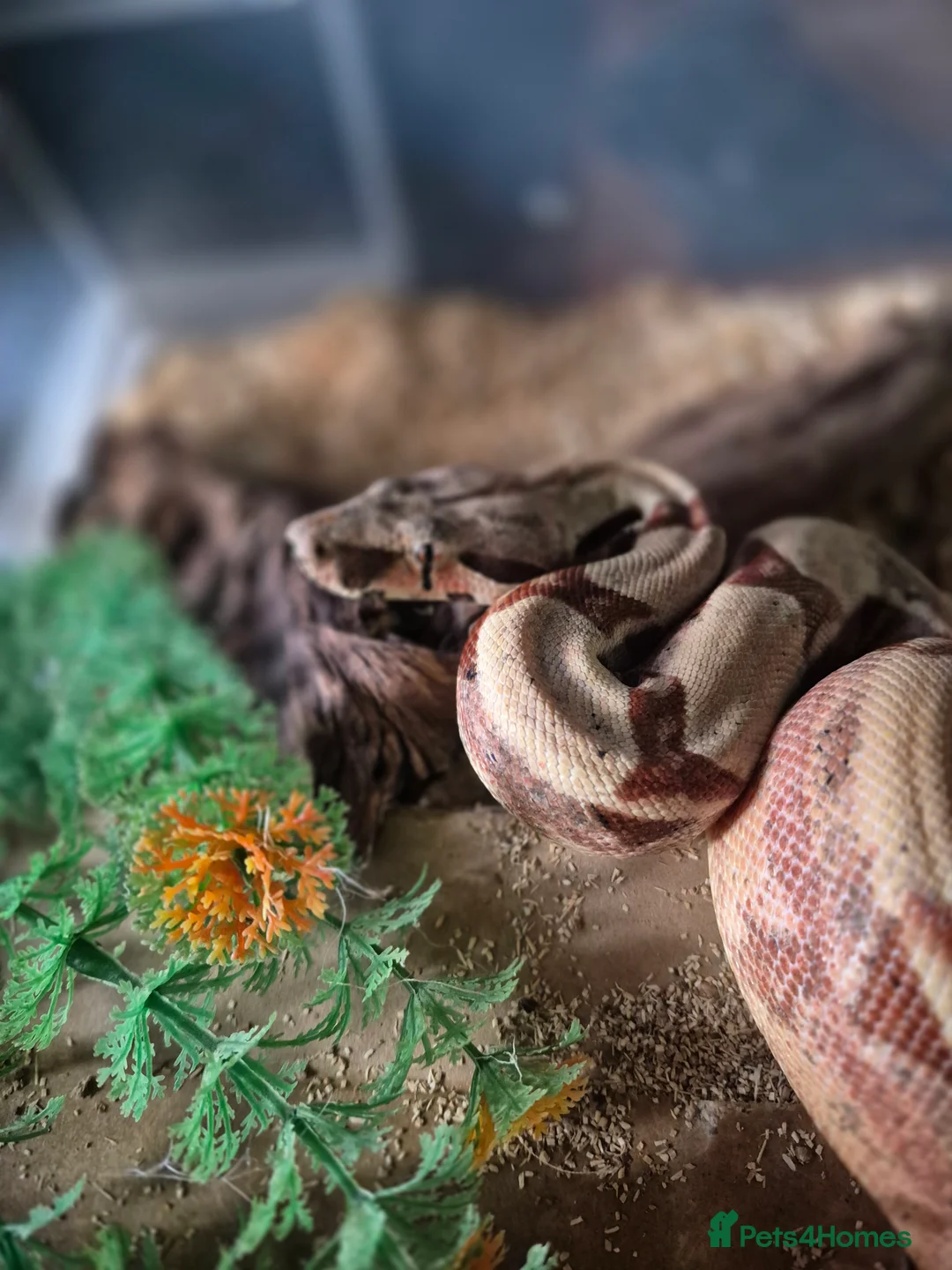Boa Snake reptiles for sale: Juvenile boa constrictor  - Advert 2