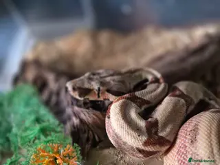 Boa Snake reptiles Juvenile boa constrictor - Advert 1