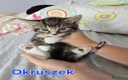 Domestic Shorthair cats for sale: Cute kittens for new home - Image 5