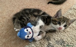 European cats for sale: 8 weeks old - kittens  - Image 15