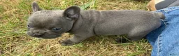 French Bulldog dogs for sale: KC French Bulldog - One Left Chocolate - Advert 22