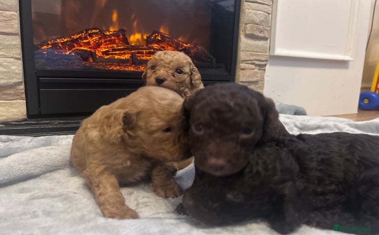 Cockapoo dogs - Advert 8