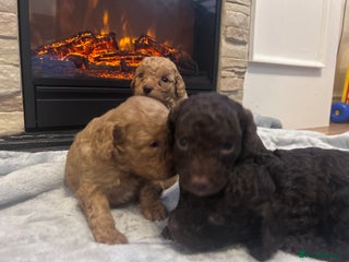 Cockapoo dogs - Advert 31