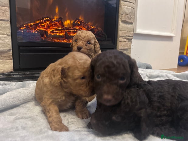 Cockapoo dogs - Advert 8