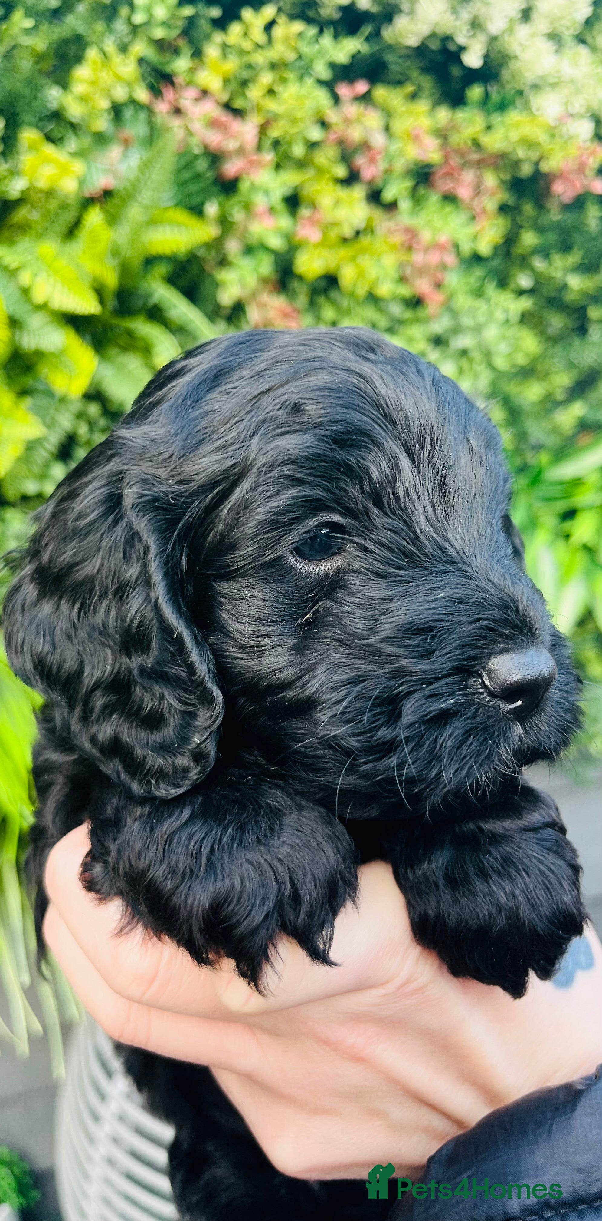 Cockapoo dogs 🐶1 Handsome boy left🐶 - Advert 3