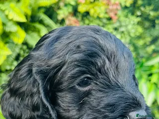 Cockapoo dogs 🐶1 Handsome boy left🐶 - Advert 5