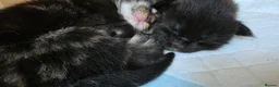 Maine Coon cats for sale: Two beautiful Maine Coon Kittens  in Ashford - Advert 33
