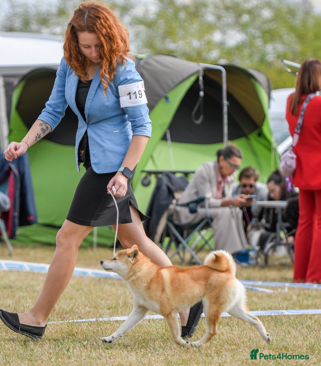 Japanese Shiba Inu dogs for sale: Japanese Shiba health tested , champion bloodline  - Advert 2