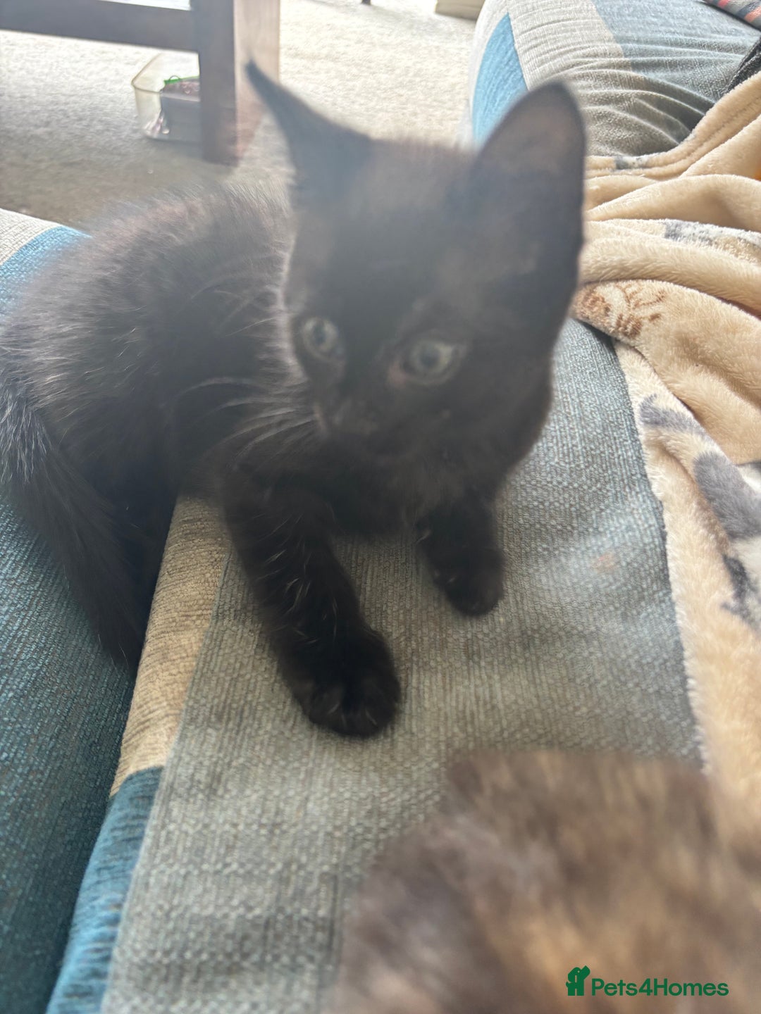 Domestic Shorthair cats for sale: Three kittens needing forever homes  - Image 1
