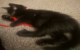 Domestic Shorthair cats for sale: 5⭐️homes wanted for beautiful, playful kittens - Advert 9