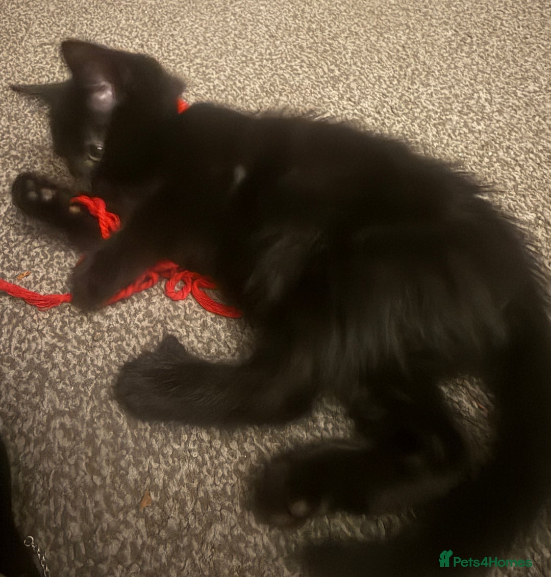 Domestic Shorthair cats for sale: 5⭐️homes wanted for beautiful, playful kittens - Advert 9