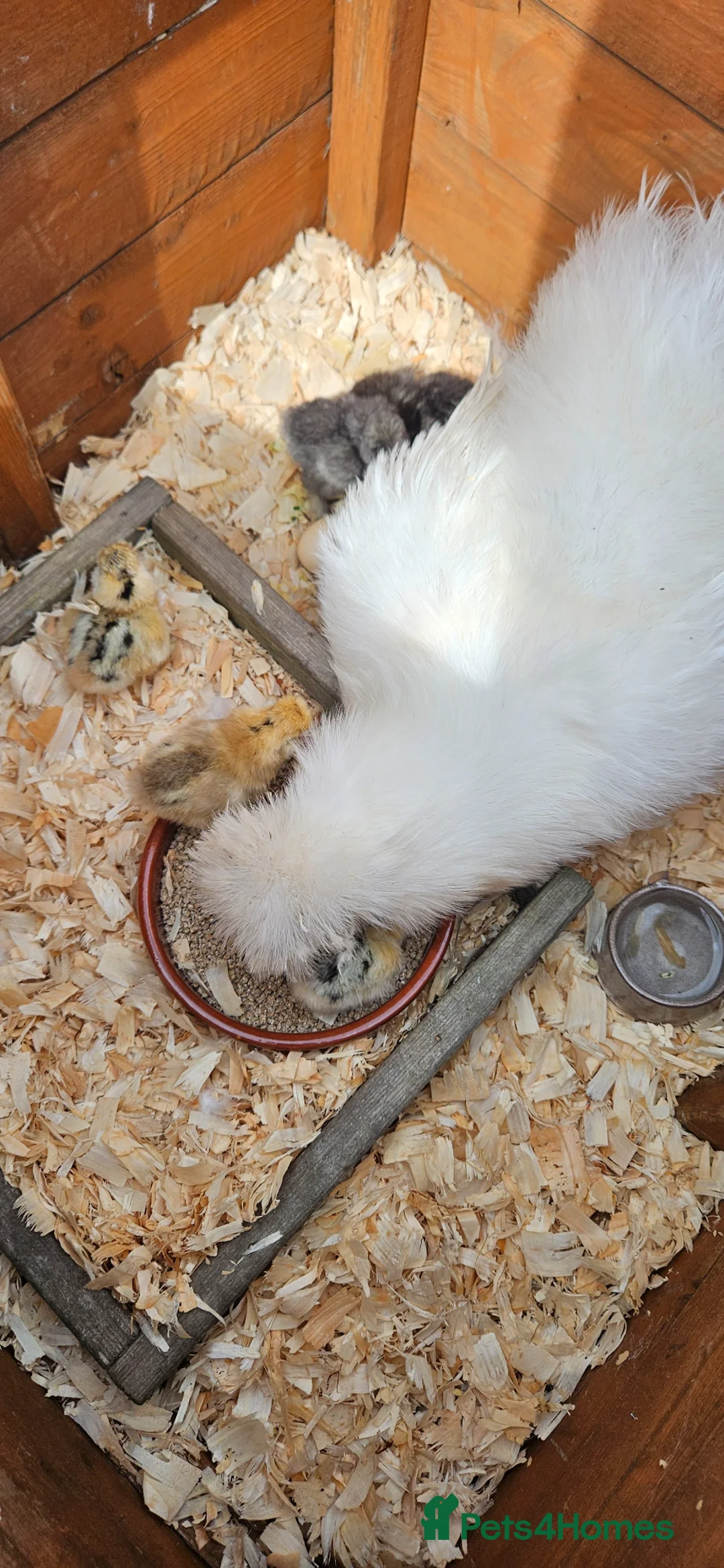 Chickens poultry for sale: Silkie chicks for sale mixed colours - Advert 2