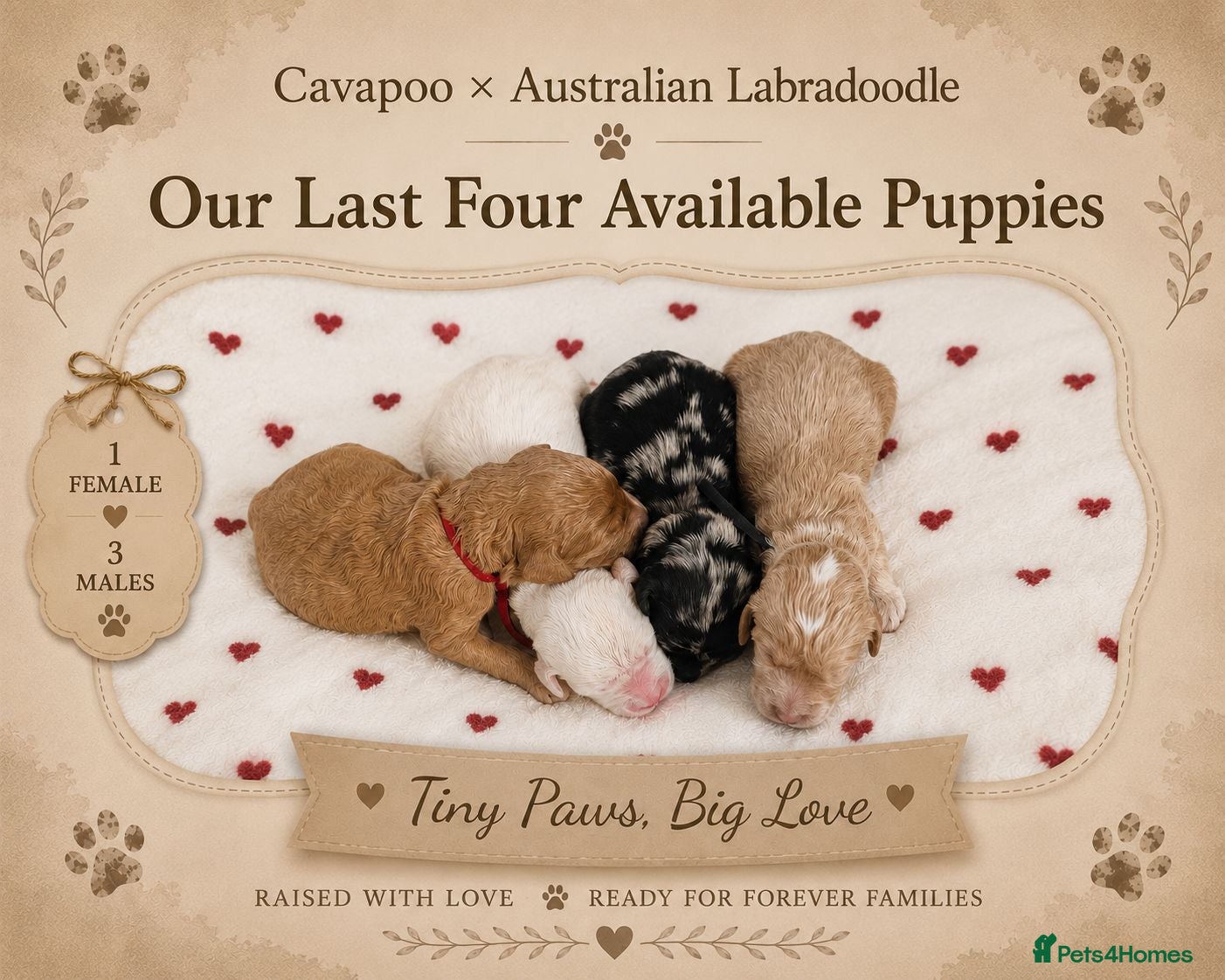 Australian Labradoodle dogs 🌟Stunning Puppies 🐾  - Advert 8