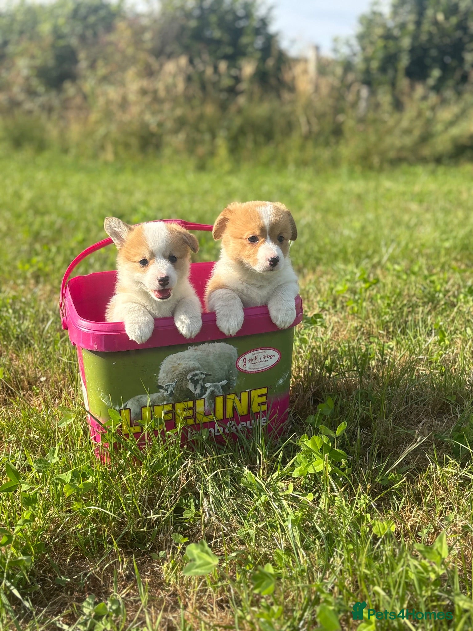 Welsh Corgi Pembroke dogs KC Pembrokeshire Corgi Puppies with Champion Lines - Advert 1