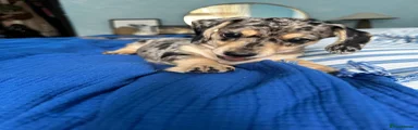 Dachshund 2
