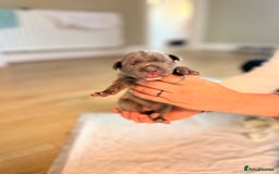 Mixed Breed dogs for sale: Staff x cane corso merle and grey pups for sale  - Image 14