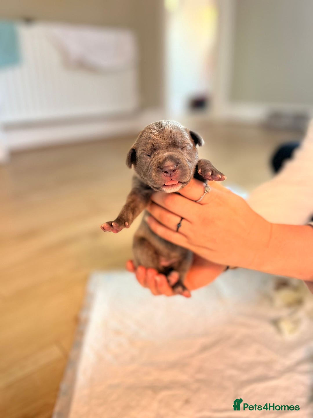 Mixed Breed dogs for sale: Staff x cane corso merle and grey pups for sale  - Image 14