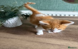 Mixed Breed cats for sale: Adorable fluffy friendly kittens for sale - Image 13