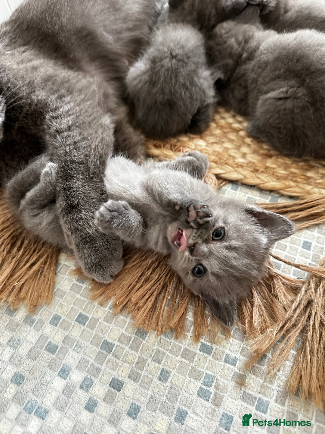 British Shorthair cats for sale: British blue short hair x Scottish fold ears - Image 11