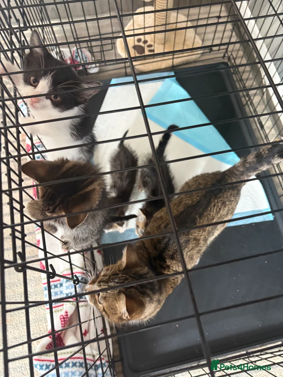 Mixed Breed cats for sale: Kittens  in Glasgow - Advert 10